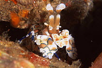 Harlequin shrimp {Hymenocera picta} emerging from rocks, Andaman Sea, Thailand