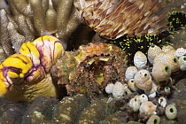 Hermit crab {Dardanus lagopodes} on coral reef, Sulawesi, Indonesia