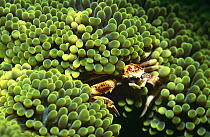 Anemone crab (Neopetrolisthes ohshimai) in sea anemone, Indo-Pacific