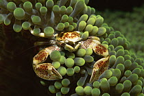 Anemone crab {Neopetrolisthes ohshimai} in sea anemone, Indo Pacific