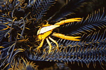 Elegant squat lobster {Allogalathea elegans} on crinoid, Sulawesi, Indonesia