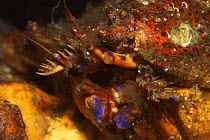 Puget sound king crab {Lopholithodes mandtii} Pacific, Canada