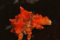 Juvenile Puget sound king crab {Lopholithodes mandtii} Pacific, Canada