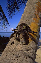 Coconut crab {Birgus latro} blue form, climbing down Coconut palm tree, Aldabra, Seychelles