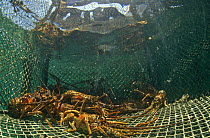Spiny lobsters (Panulirus argus) in trap, Caribbean