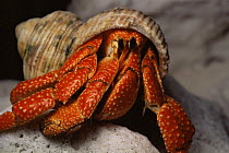 Land hermit crab {Isocheles pilosus}, Lady Elliott Island, Great Barrier Reef, Queensland, Australia