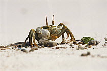 Ghost crab {Ocypode ceratophthalma}, Christmas Island, Indian Ocean