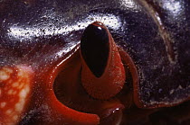 Close up of eye of Christmas Island red crab {Gecarcoidea natalis} Christmas Is, Indian Ocean