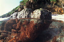 Larvae of Christmas Island red crab {Gecarcoidea natalis} in tide-pool, Christmas Island, Indian Ocean