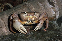 Giant land crab {Cardisoma guanhumi} beside tree trunk. Captive, occurrs in West Africa and West Indies
