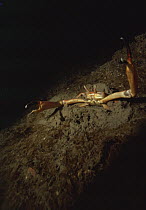 Mud runner crab {Goneplax rhomboides} on seabed, UK