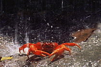 Christmas Island red crab {Gecarcoidea natalis} in heavy rainfall, Christmas Is, Indian Ocean