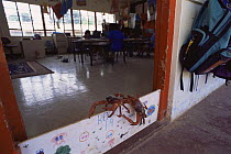 Christmas Island red crabs {Gecarcoidea natalis} crawl over crab board to enter school classroom, Christmas Is, Indian Ocean