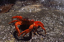 Christmas Island red crab {Gecarcoidea natalis} in  rain, Christmas Is, Indian Ocean