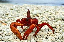 Christmas Island red crab (Gecarcoidea natalis) wearing Father Christmas hat, Christmas Island, Indian Ocean