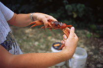 Scientist examines Christmas Island red crab {Gecarcoidea natalis} Christmas Is, Indian Ocean