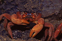 Christmas Island red crab {Gecarcoidea natalis} eating eggs from another crab. Christmas Is, Indian Ocean