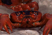Christmas Island red crab {Gecarcoidea natalis}  Christmas Is, Indian Ocean