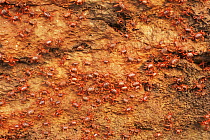 Mass of female Christmas Island red crabs {Gecarcoidea natalis} leave the sea after spawning at sunrise, Christmas Is, Indian Ocean