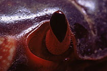 Close up of eye of Christmas Island red crab{Gecarcoidea natalis} showing tiny hairs that clean the eye stalk, Christmas Is, Indian Ocean