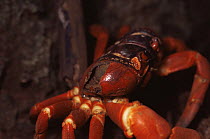 Christmas Island red crab {Gecarcoidea natalis} with cracked shell, Christmas Is, Indian Ocean