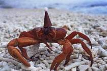 Christmas Island red crab {Gecarcoidea natalis} wearing Father Christmas hat, Christmas Is, Indian Ocean