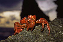 Christmas Island red crab {Gecarcoidea natalis} on rock, Christmas Is, Indian Ocean