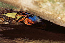 Radio transmitter on blue marked Christmas Island red crab {Gecarcoidea natalis}. Christmas Is, Indian Ocean