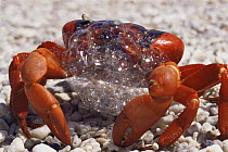 Christmas Island red crab {Gecarcoidea natalis} bubbling, indicative of stress, Christmas Is, Indian Ocean