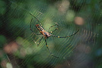 Giant wood spider {Nephila maculata} on web, Tamil Nadu, India