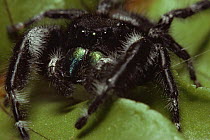 Jumping spider {Phidippus audax} Illinois, USA