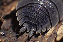 Close up of rear pinchers of Common woodlice {Porcellio scaber} UK