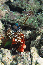 Mantis shrimp {Odontodactylus scyllarus} at entrance to burrow, Sipadan, Malaysia