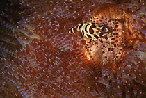 Sea urchin / Coleman's shrimp {Periclimenes colemani} male and female in Fire sea urchin,  Indo Pacific