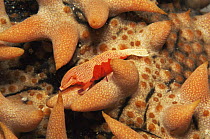 Emperor shrimp {Periclimenes imperator / Zenopontonia rex} on Sea cucumber, Indo pacific