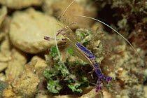 Cleaner shrimp {Periclimenes pedersoni} Caribbean