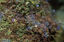 Cleaner shrimp {Periclimenes sp} completely transparent on coral, Philippines, Indo pacific