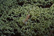 Cleaner shrimp {Periclimenes sp} on coral, Philippines, Indo pacific