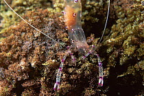 Cleaner shrimp {Periclimenes sp} transparent on coral, Philippines, Indo pacific