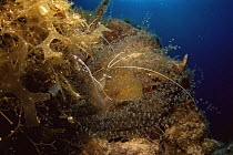 Cleaner shrimp {Periclimenes pedersoni} transparent on coral, Caribbean