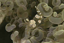 Anemone shrimp {Thor amboinensis} on bubble coral, Indo pacific