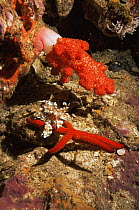 Harlequin shrimp {Hymenocerca picta} with starfish prey, Andaman sea, Thailand