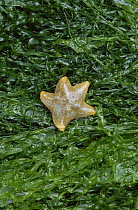 Cushion star {Asterina gibbosa} on seaweed, UK