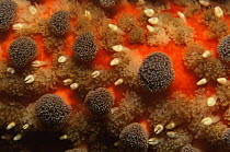 Close up of skin of Sunflower sea star {Pycnopodia helianthoides} pacific, Canada