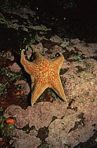Leather sea star {Dermasterias imbricata} pacific, Canada