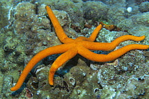 Orange sea star {Echinaster luzonicus} Moluccas, Indonesia