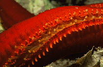 Close up of feet on arm on Red sea star {Echinaster sepositus} Mediterranean
