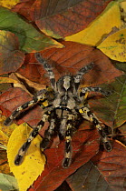 Indian ornamental tree spider {Poecilotheria regalis} captive