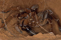 King baboon spider {Citharischius crawshayi} female with millipede prey, Tsavo East NP, Kenya