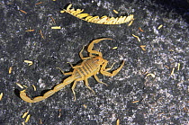 Bark scorpion {Centruriodes sp} Baja california, Mexico